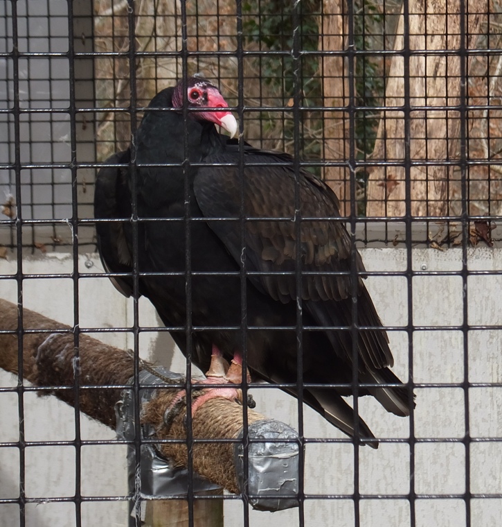 Turkey vulture on perch in cage