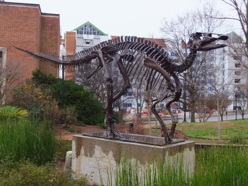 Edmontosaurus skeleton