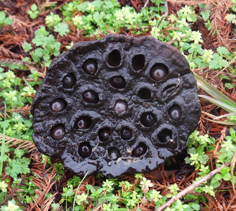 Woody lotus seed pod head