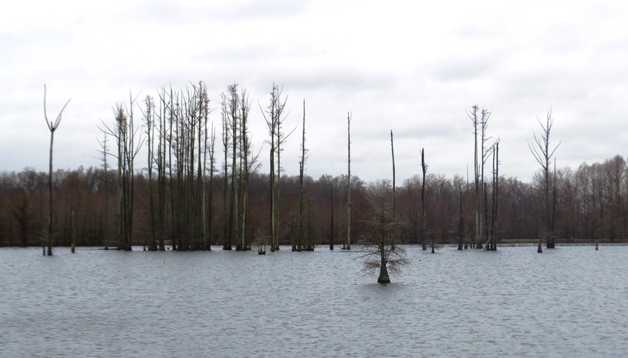 Cypress trees in the lake