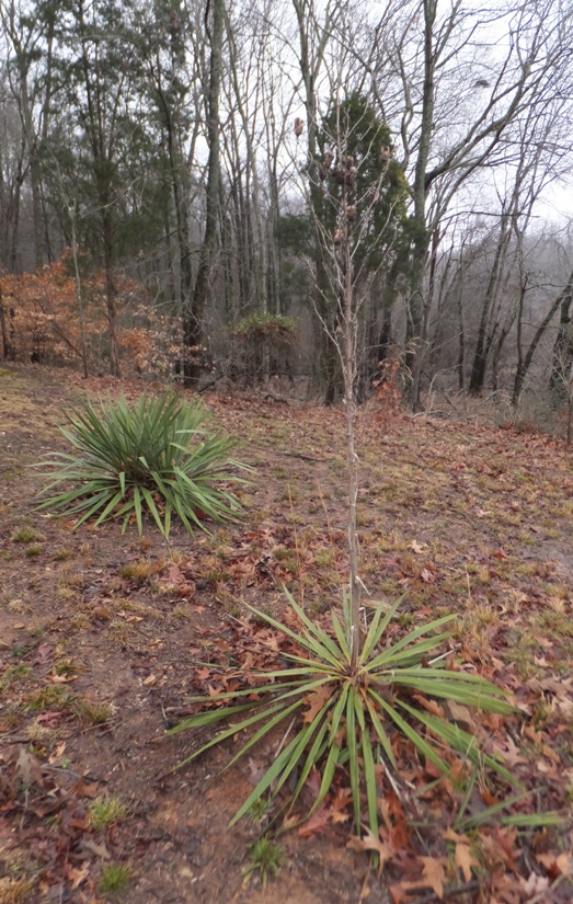 Yucca plants