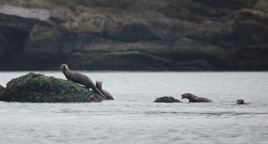 Four otters in the water or on a rock