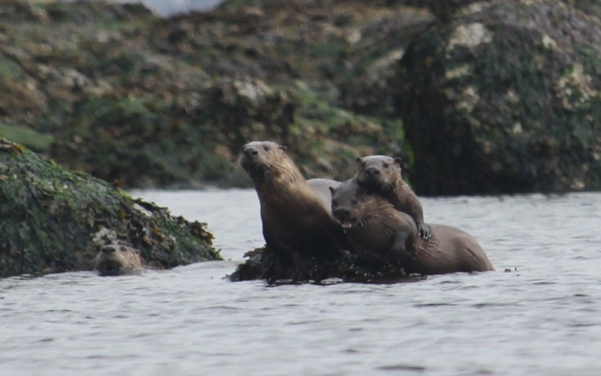 Four otters with one on the back of another