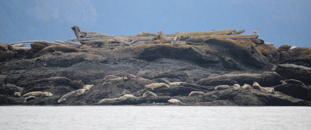 A plethora of seals