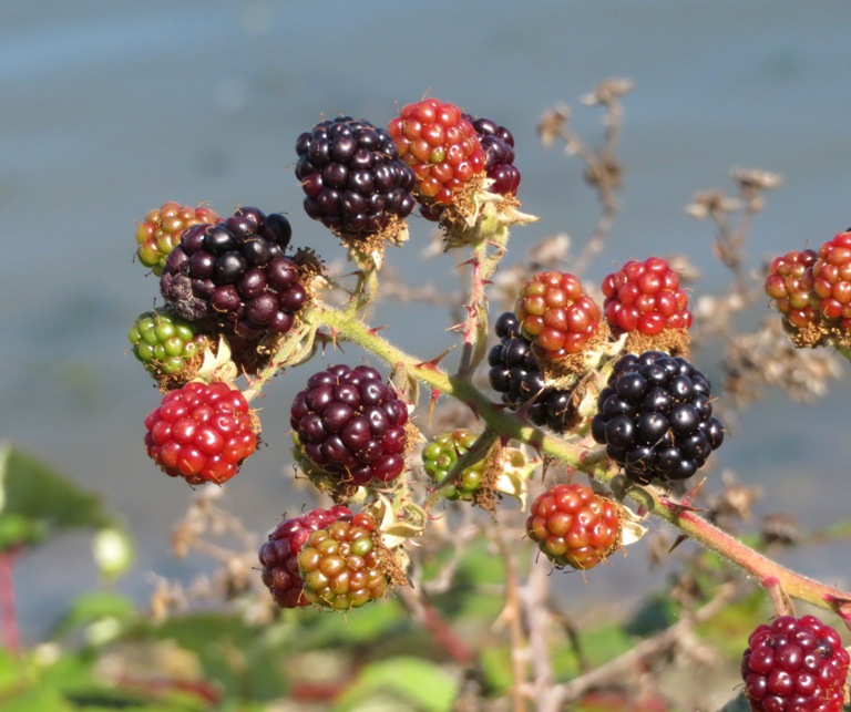 Himalayan blackberries