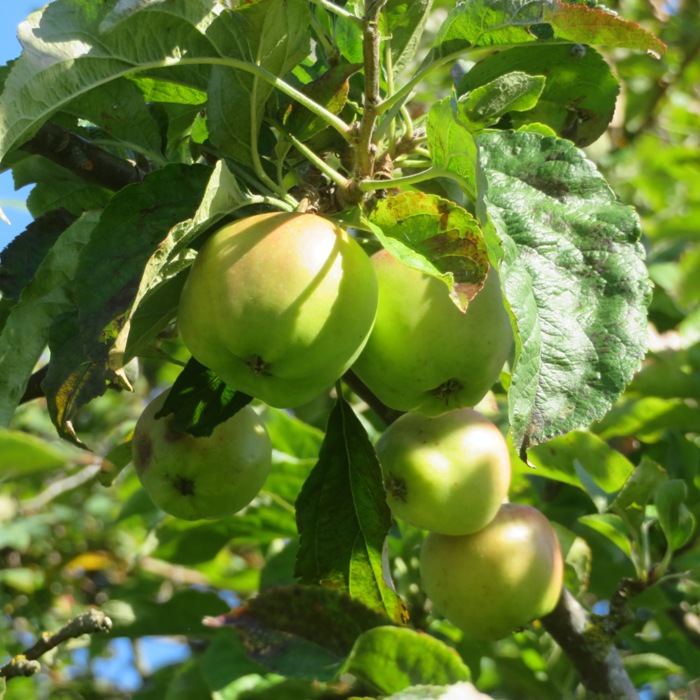 Green apples on tree