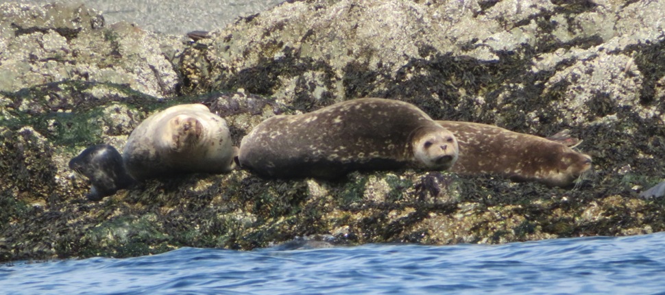 Harbor seals on a rock