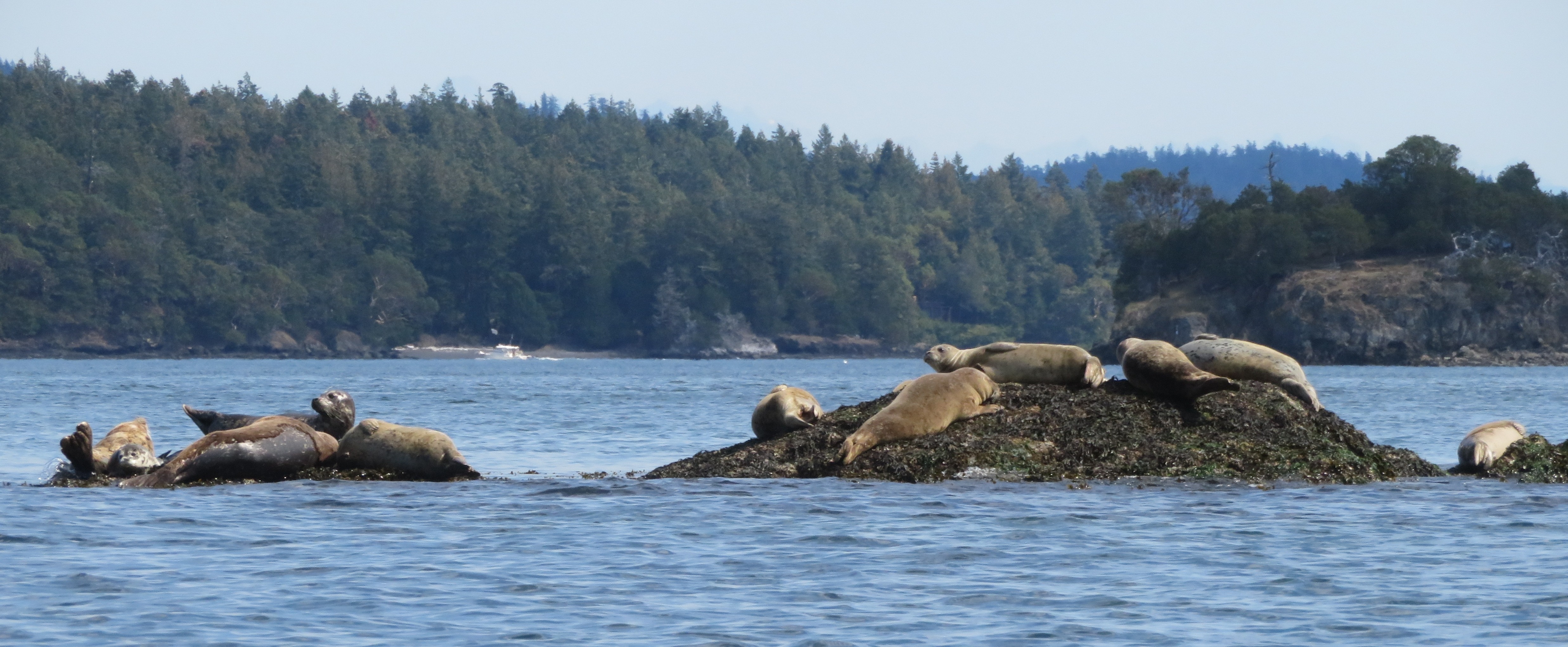 Harbor seals on rocks seen while kayaking to Jones Island