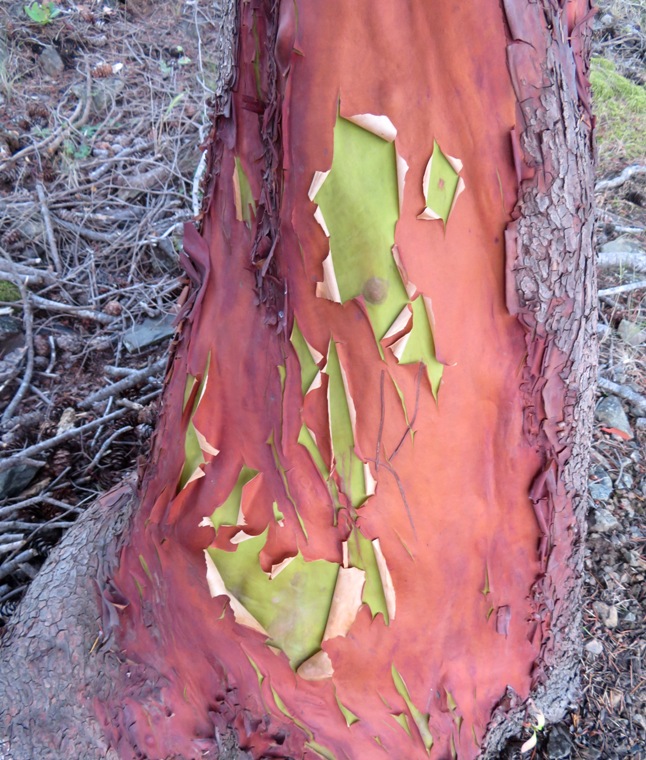 Peeling bark of madrone tree