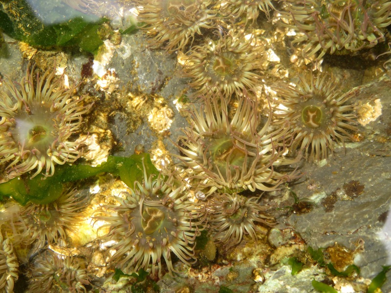 Sea anemones