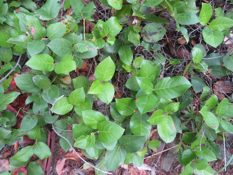 Salal