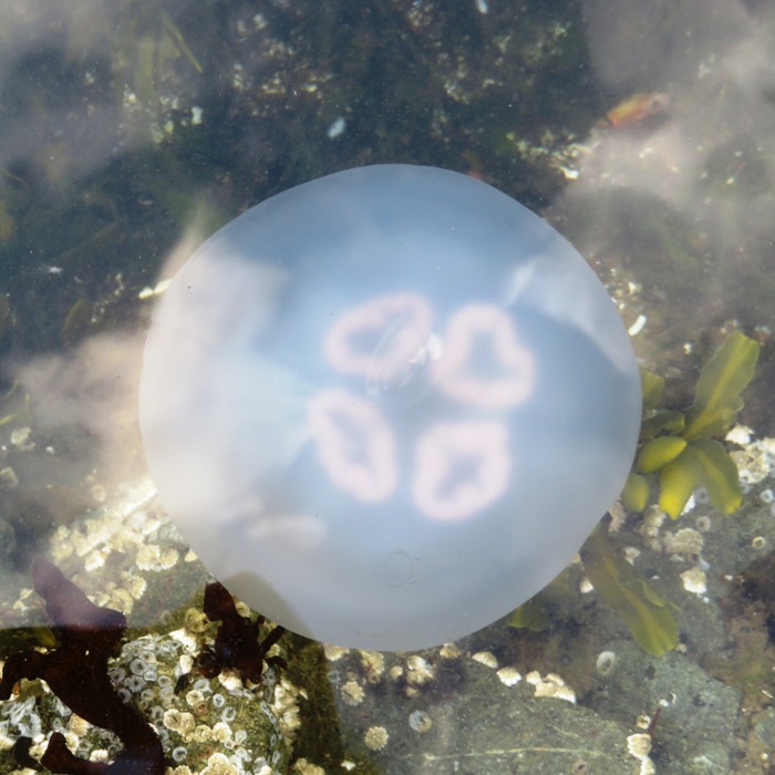 Moon jelly in the water