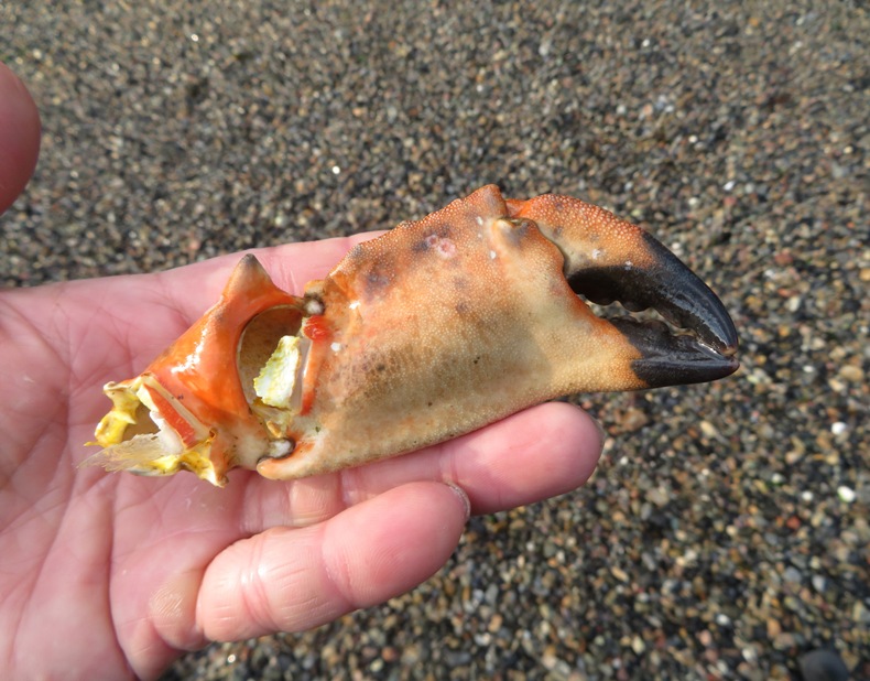 Me holding what I think is the claw of a red rock crab