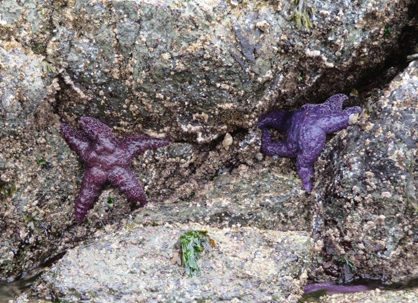 Two purple starfish attached to the rocks