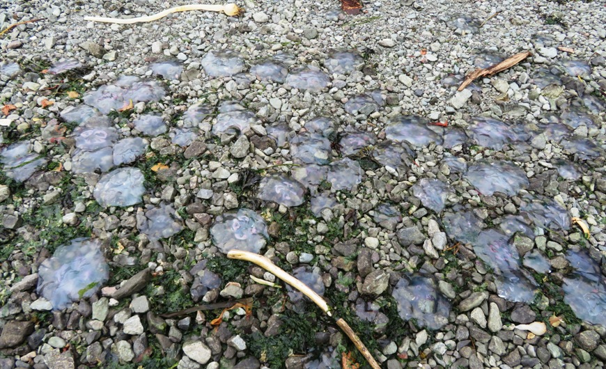 Moon jellies on a rocky shore