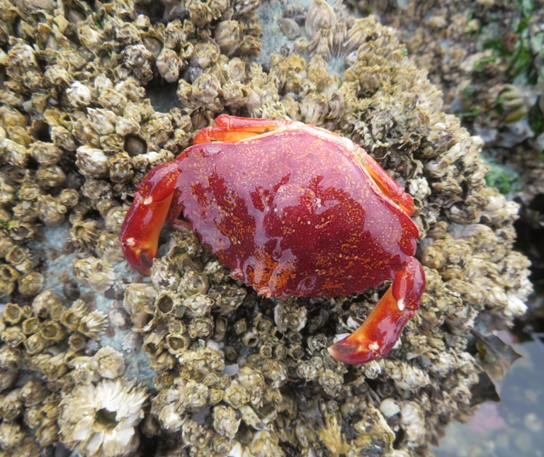 Red rock crab