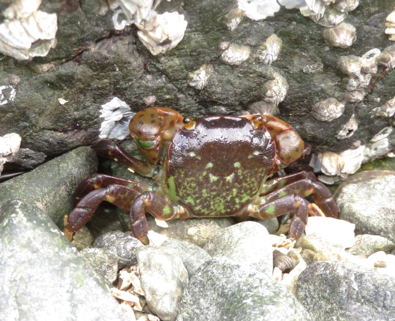 Purple shore crab