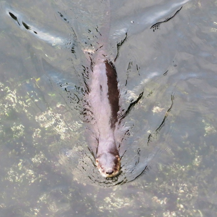 River otter seen from above