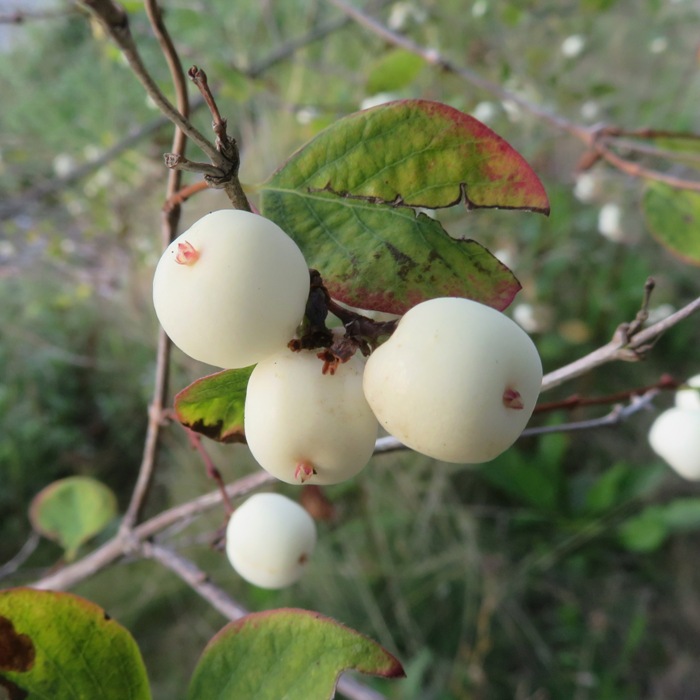 Snowberries