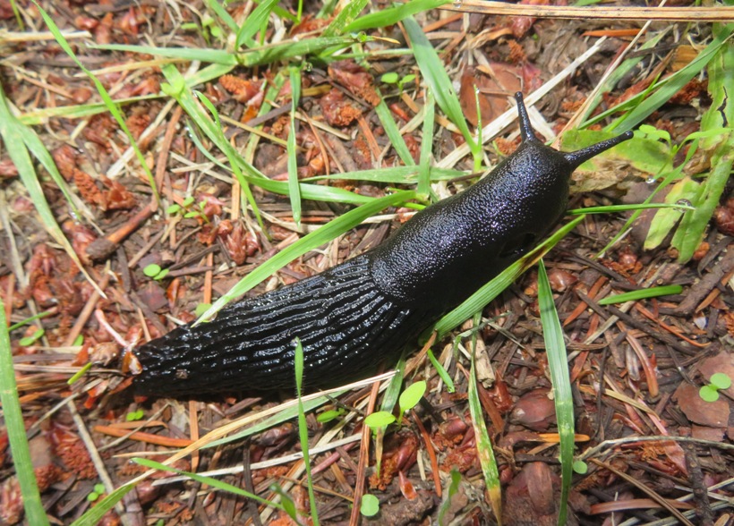 Black slug