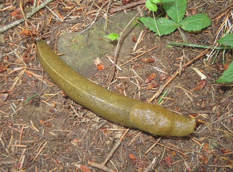 Overhead view of banana slug