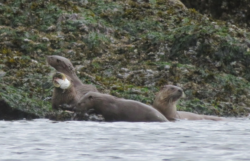 Four otters, one with a clam in its mouth