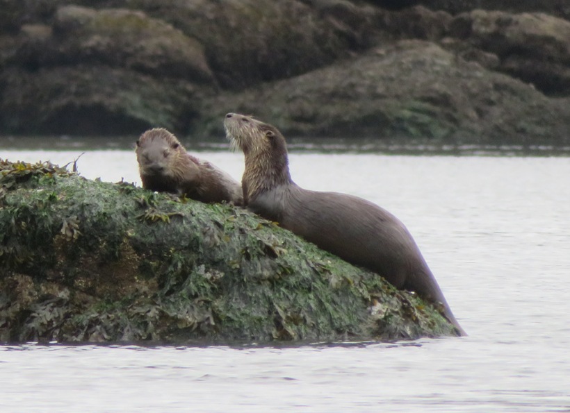 Two otters, one showing its profile