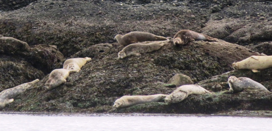 Numerous harbor seals resting on the rocks