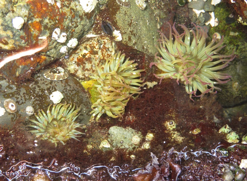 Sea anemones