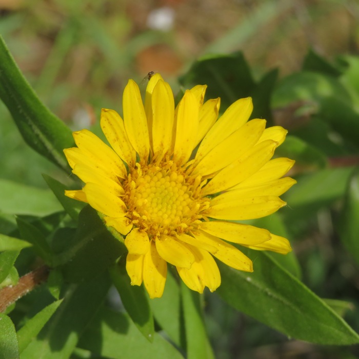 Close-up of yellow flower