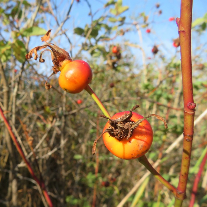 Red rose hips