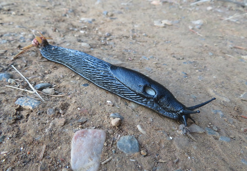 Side view of black slug