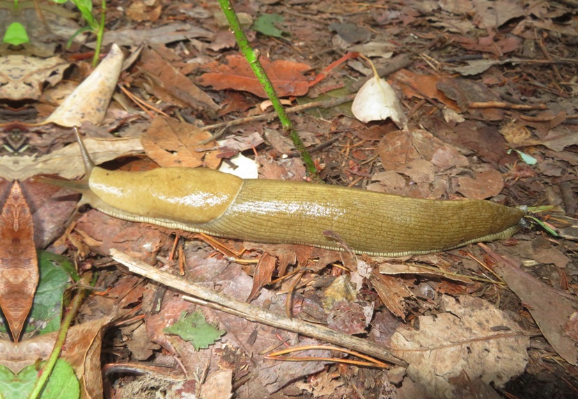 Banana slug