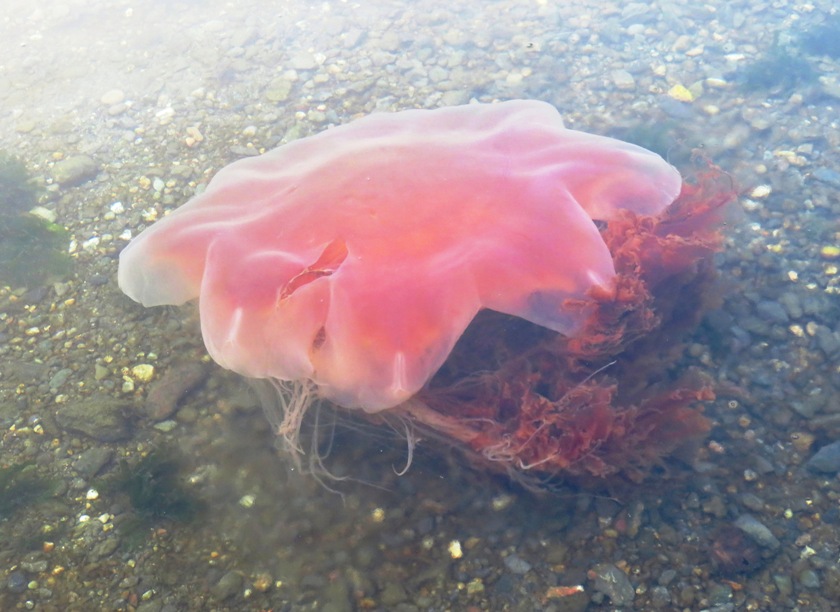 Lion's mane jellyfish