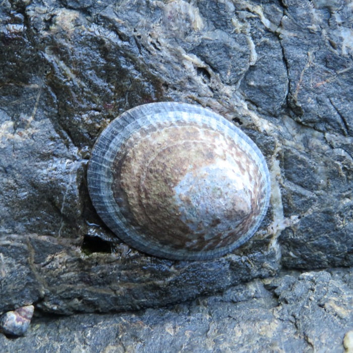 Limpet on rock