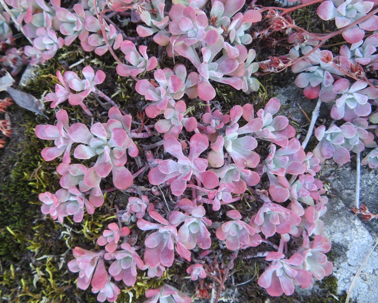 Red vegetation