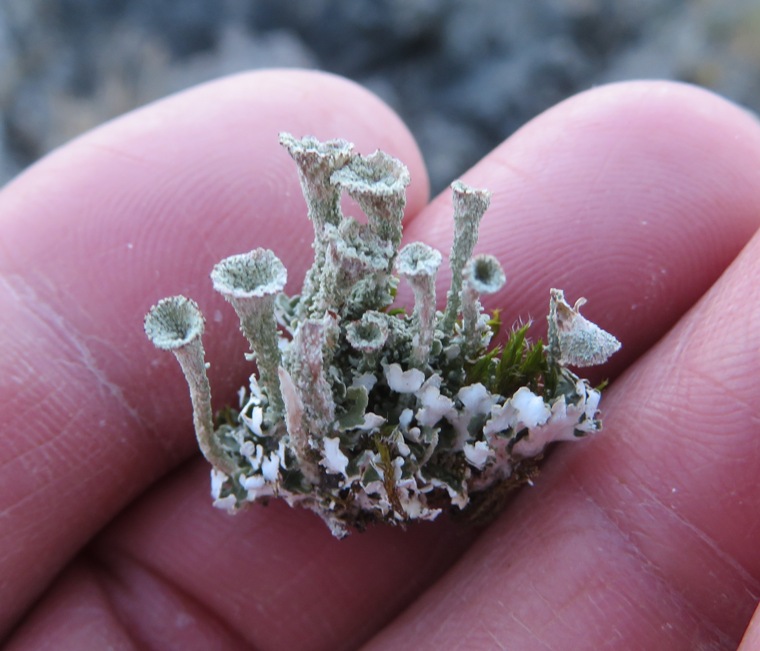 Pixie cup lichen