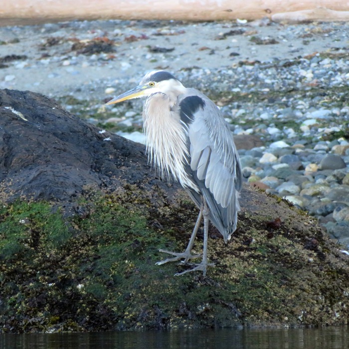 Great blue heron on the rocks