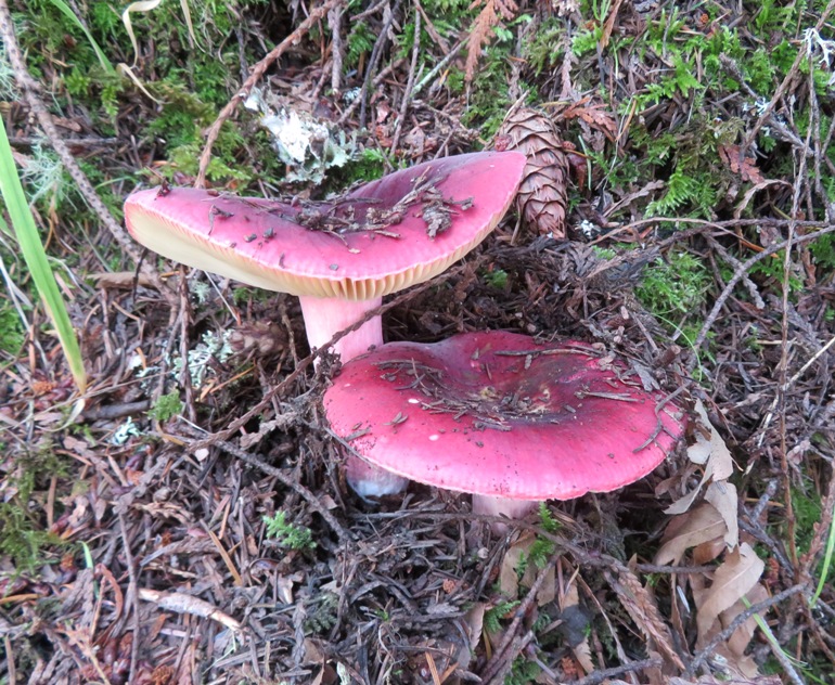 Red mushrooms