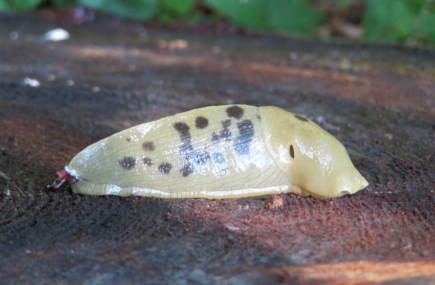 Short, spotted banana slug