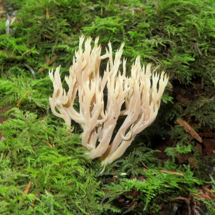 Coral fungus