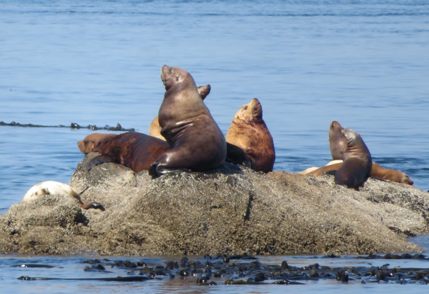 Sea lions on rocks