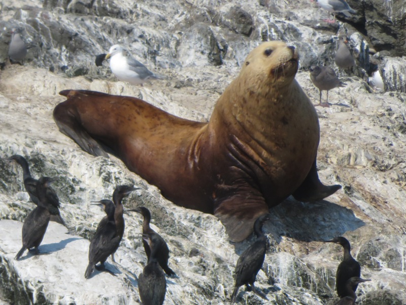 Sea lion and cormorants