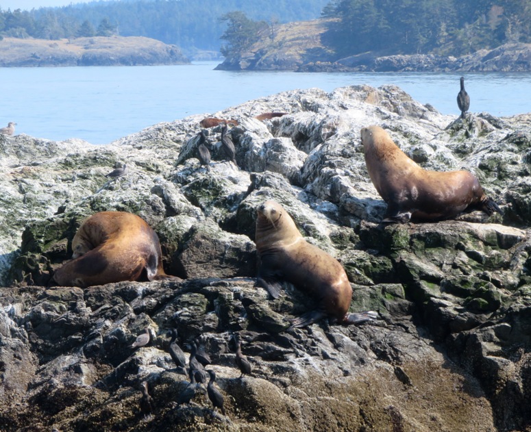 Three sea lions on rocks