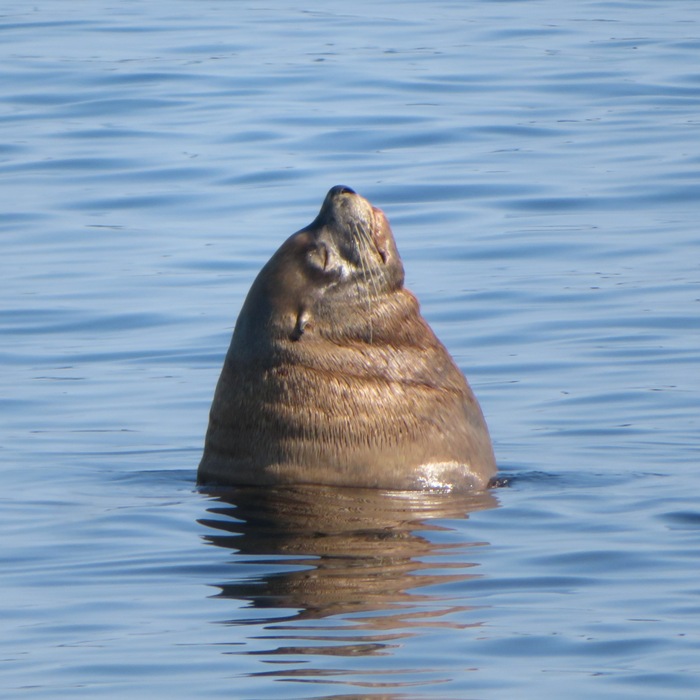 Sea lion with its head above the water and eyes closed