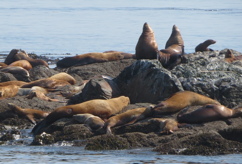 Several sea lions on the rocks, two have their noses in the air