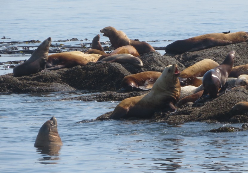 At least one sea lion is making a lot of noise