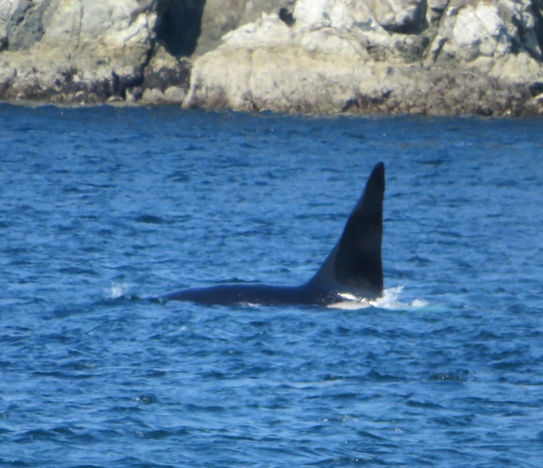 Killer whale dorsal fin