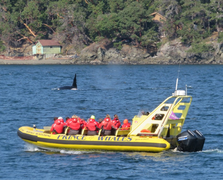 Small boat with tourists watching a killer whale