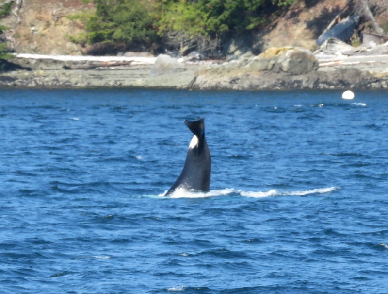 Tail of killer whale lifted high